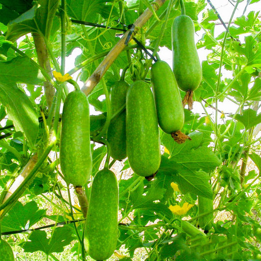 Hạt giống bí đao chanh gói 1g
