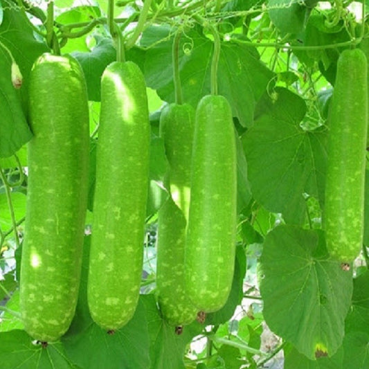 Hạt giống bầu sao trái dài F1 gói 10 hạt