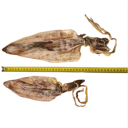 Mực Khô Biển Nghi Xuân size 28cm